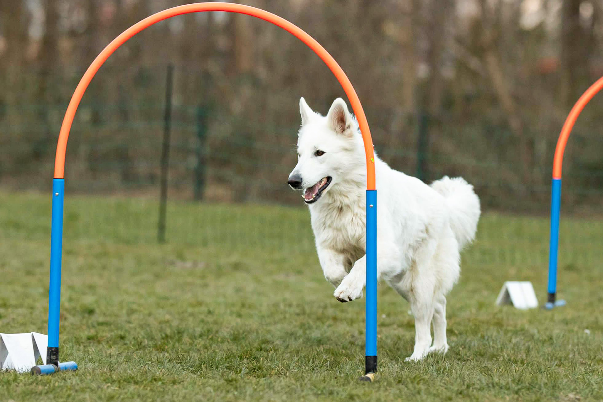 Hund läuft durch einen Reifenbogen.