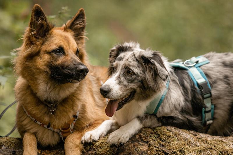 Zwei Hunde liegen auf einem Baustamm