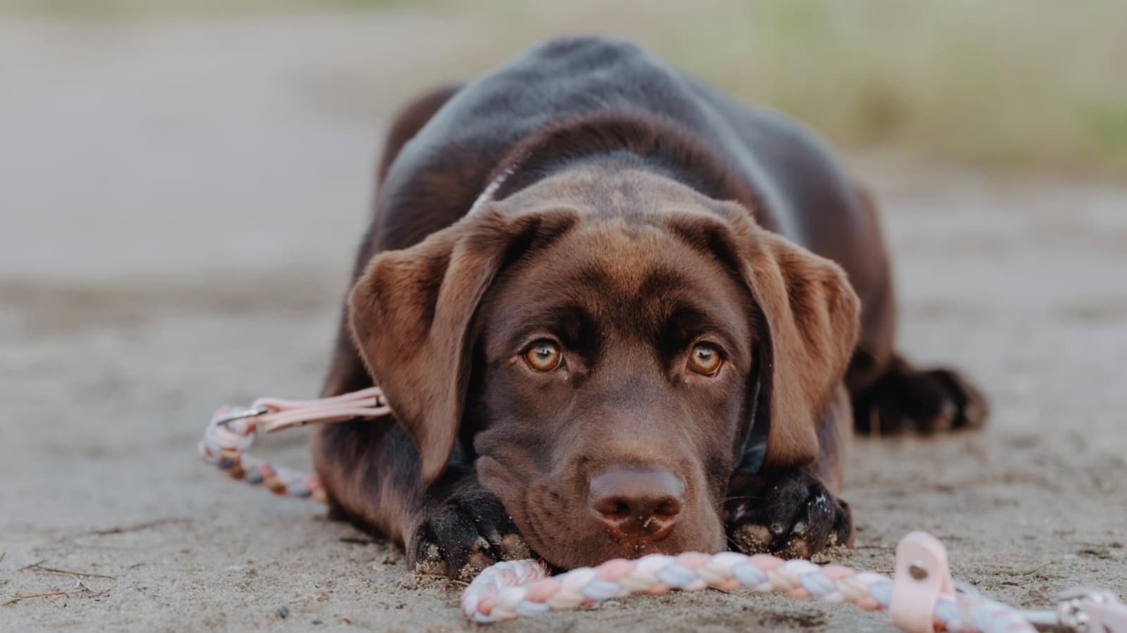 Im Kurs In Trick & "Click!" von der Hundeschule Teamspirit bereitet ihr euch in Trainingsstunden gezielt auf beeindruckende Fotomomente vor.